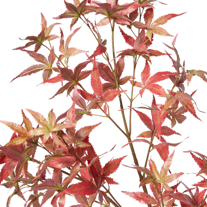 Maple Japanese Spray Pack of 12 - Green Red, 95cm (H)