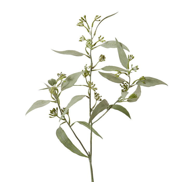 Eucalyptus Seeding Spray Pack of 12 - Grey Green, 61cm (H)