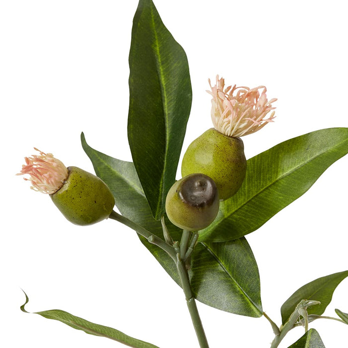 Eucy Nut Flowering Spray Pack of 12 - Pink/Green, 51cm (H)