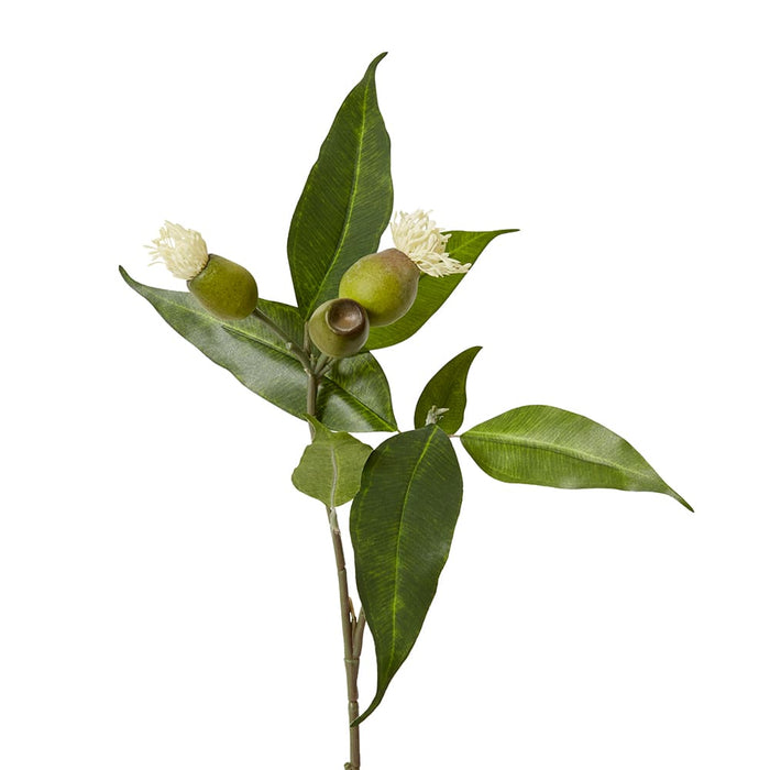 Eucy Nut Flowering Spray Pack of 12 - White/Green, 51cm (H)