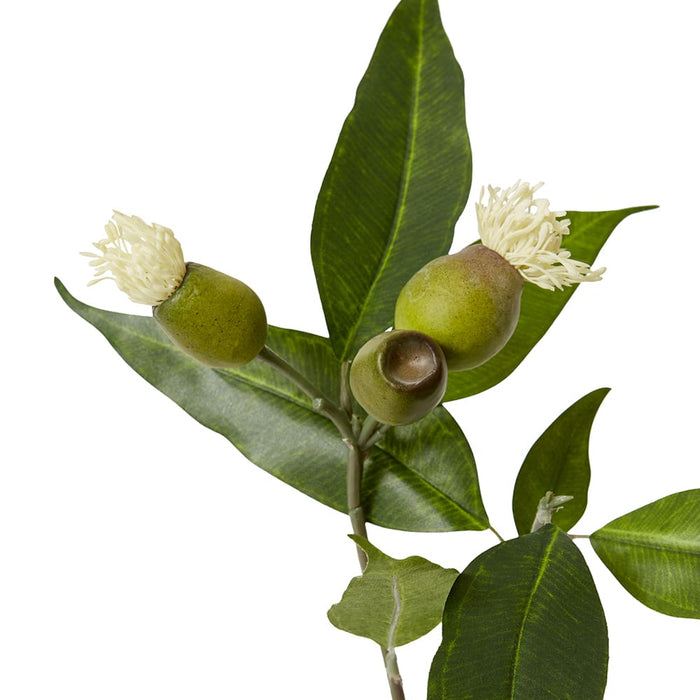 Eucy Nut Flowering Spray Pack of 12 - White/Green, 51cm (H)