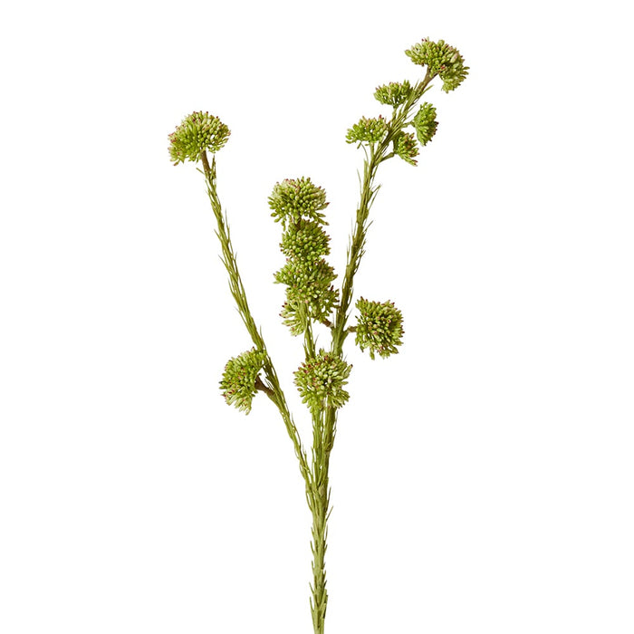 Seeding Mini Spray Pack of 12 - Green, 56cm (H)