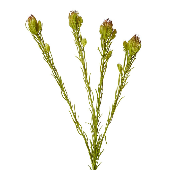 Clubmoss Spray Pack of 12 - Green Brown, 46cm (H)