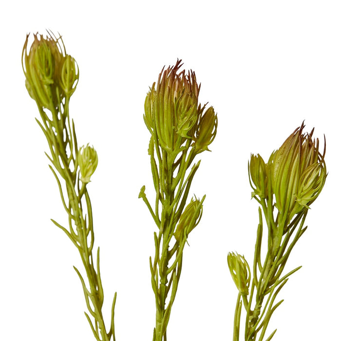 Clubmoss Spray Pack of 12 - Green Brown, 46cm (H)