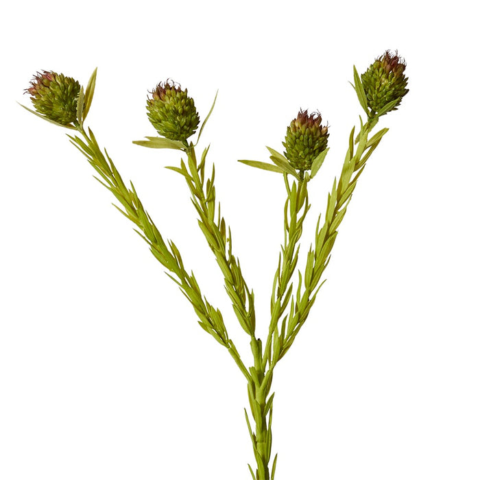 Clubmoss Spray Pack of 12 - Green Brown, 56cm (H)