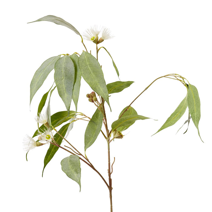 Eucalyptus Flowering Spray Pack of 12 - White/Green, 91cm (H)