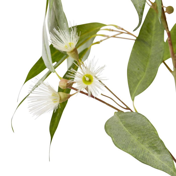 Eucalyptus Flowering Spray Pack of 12 - White/Green, 91cm (H)