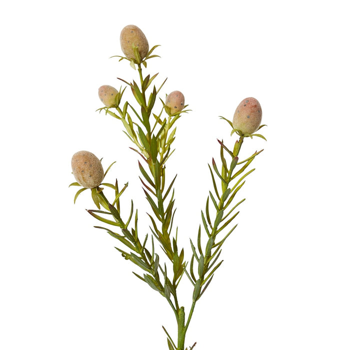 Leucadendron Nut Spray Pack of 12 - Green, 53cm (H)