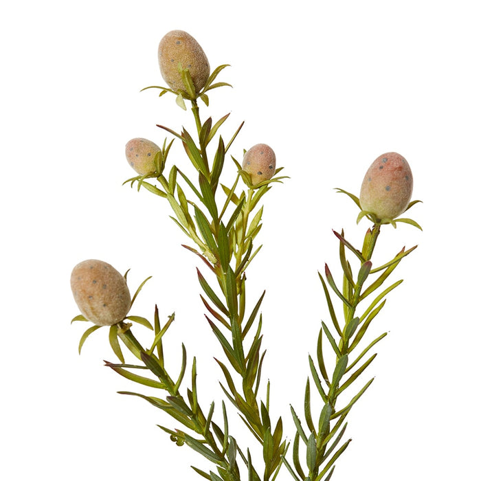 Leucadendron Nut Spray Pack of 12 - Green, 53cm (H)