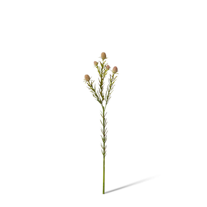 Leucadendron Nut Spray Pack of 12 - Green, 53cm (H)