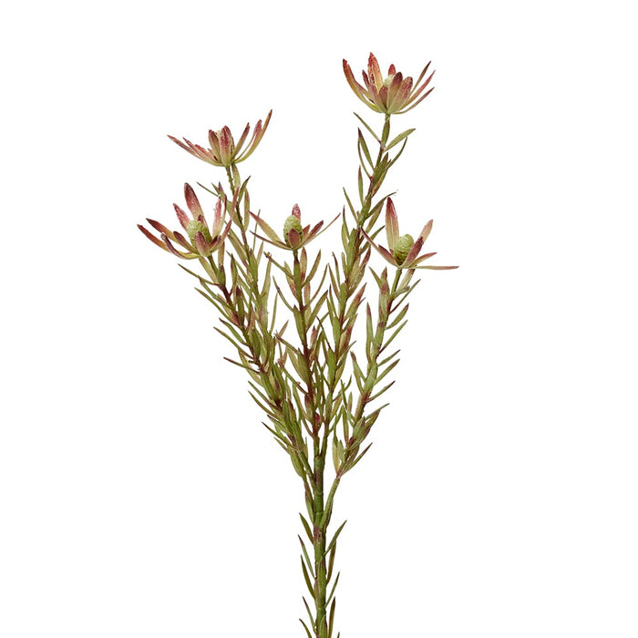 Leucadendron Spray Pack of 12 - Burgundy/Green, 72cm (H)