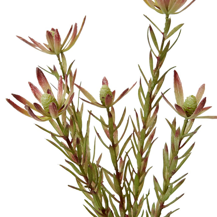 Leucadendron Spray Pack of 12 - Burgundy/Green, 72cm (H)