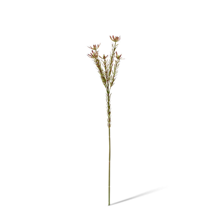Leucadendron Spray Pack of 12 - Burgundy/Green, 72cm (H)