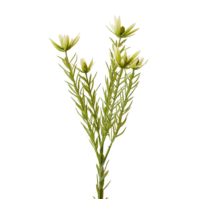 Leucadendron Spray Pack of 12 - Green, 72cm (H)
