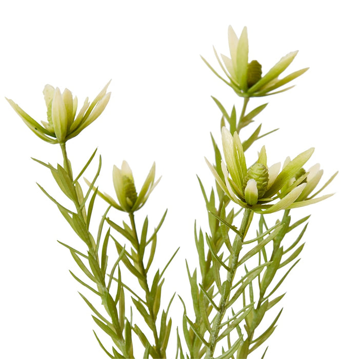 Leucadendron Spray Pack of 12 - Green, 72cm (H)