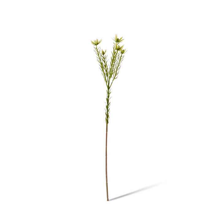 Leucadendron Spray Pack of 12 - Green, 72cm (H)