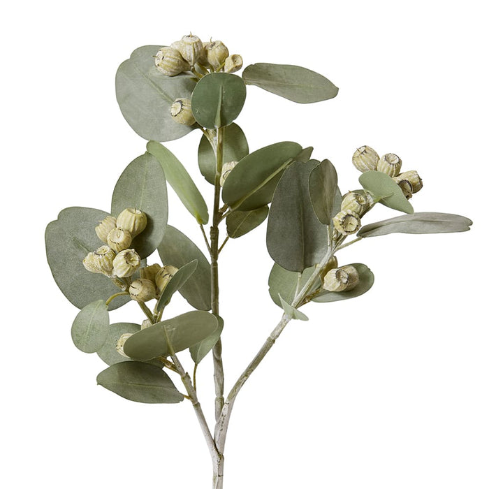 Eucy Gum Nut Spray Pack of 6 - Grey Green, 61cm (H)