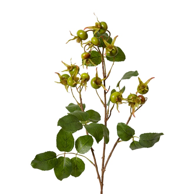 Rosehip Spray Pack Of 12 - Green, 86cm (H)