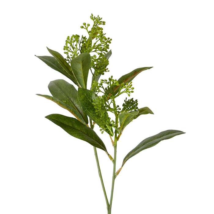 Skimmia Seeding Spray Pack of 12 - Green, 43cm (H)