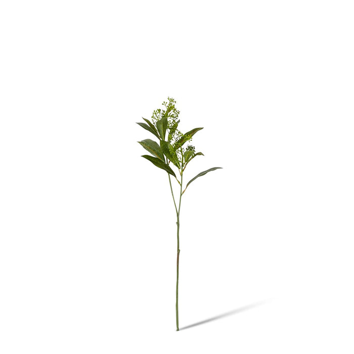Skimmia Seeding Spray Pack of 12 - Green, 43cm (H)