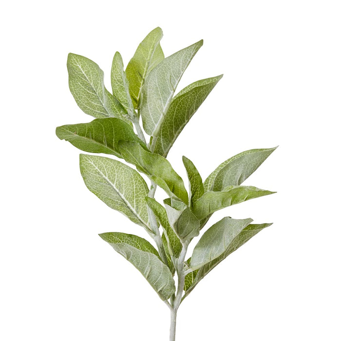 Lambs Ear Spray Pack of 6 - Grey Green, 71cm (H)
