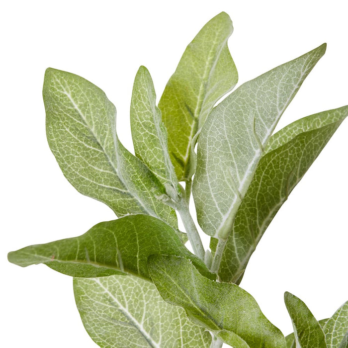 Lambs Ear Spray Pack of 6 - Grey Green, 71cm (H)