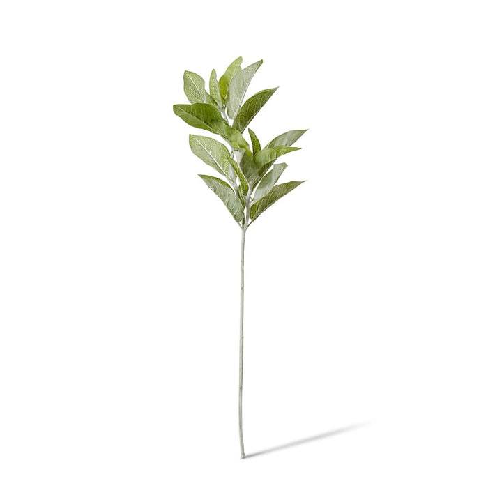 Lambs Ear Spray Pack of 6 - Grey Green, 71cm (H)