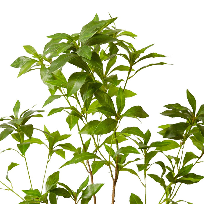 Pieris Japonica Leaf Branch Pack of 2 - Green, 120cm (H)