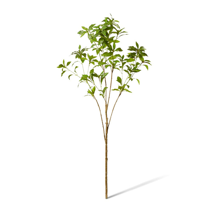 Pieris Japonica Leaf Branch Pack of 2 - Green, 120cm (H)