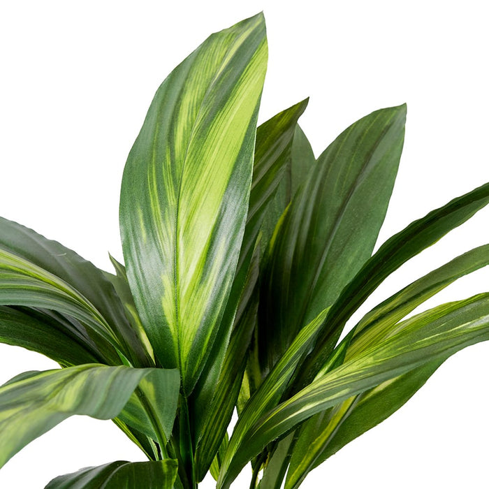 Cordyline Spray Pack of 12 - Green, 76cm (H)