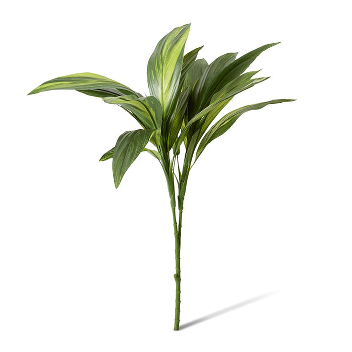 Cordyline Spray Pack of 12 - Green, 76cm (H)