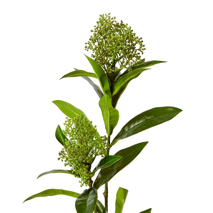 Skimmia Spray Pack of 12 - Green, 72cm (H)
