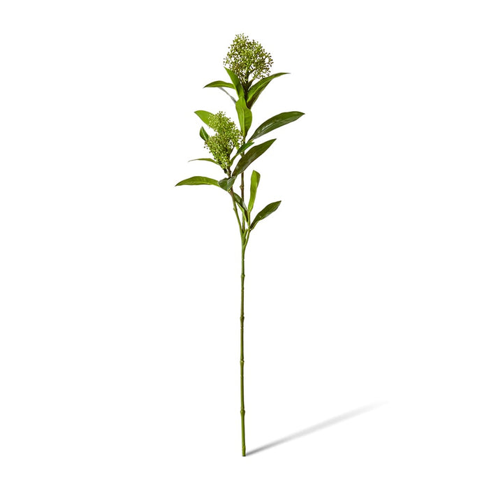 Skimmia Spray Pack of 12 - Green, 72cm (H)