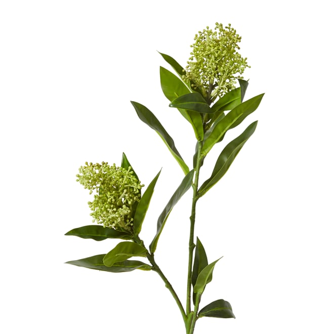 Skimmia Spray Pack Of 12 - Light Green, 72cm (H)