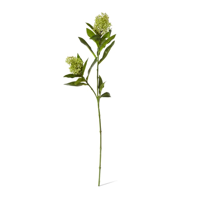 Skimmia Spray Pack Of 12 - Light Green, 72cm (H)