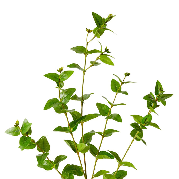 Hoya Leaf Spray Pack of 12 - Green, 84cm (H)