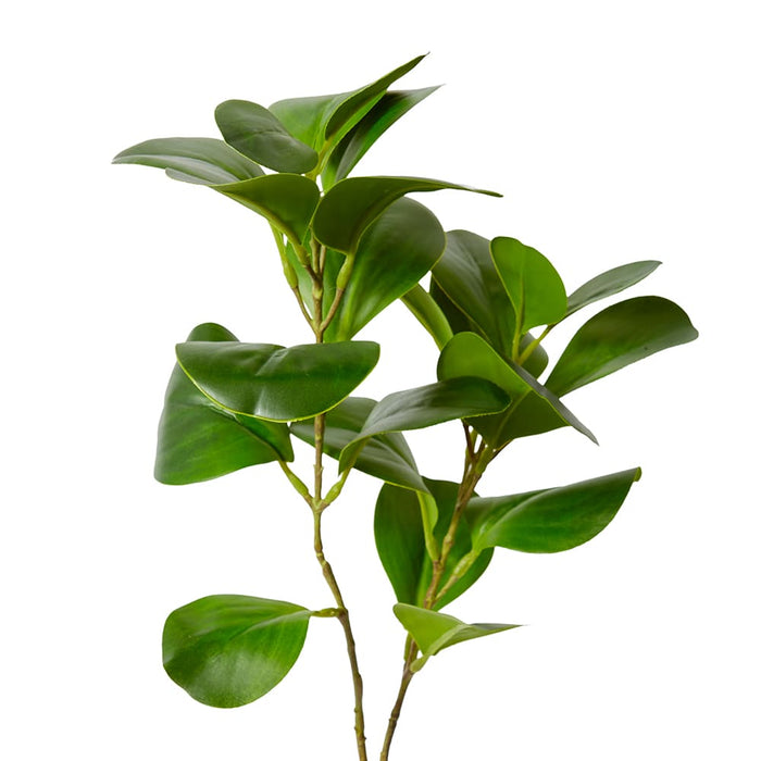 Peperomia Leaf Spray Pack of 12 - Green, 72cm (H)
