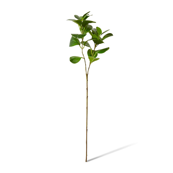 Peperomia Leaf Spray Pack of 12 - Green, 72cm (H)