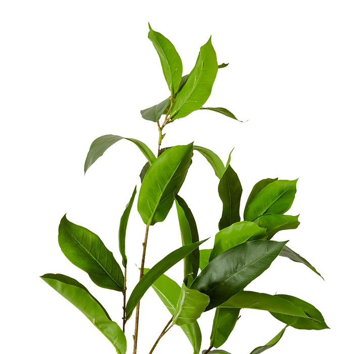 Fiucus Exotic Leaf Spray Pack of 12 - Green, 100cm (H)