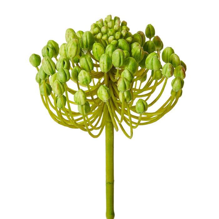 Star Seeding Stem Pack of 12 - Green, 61cm (H)