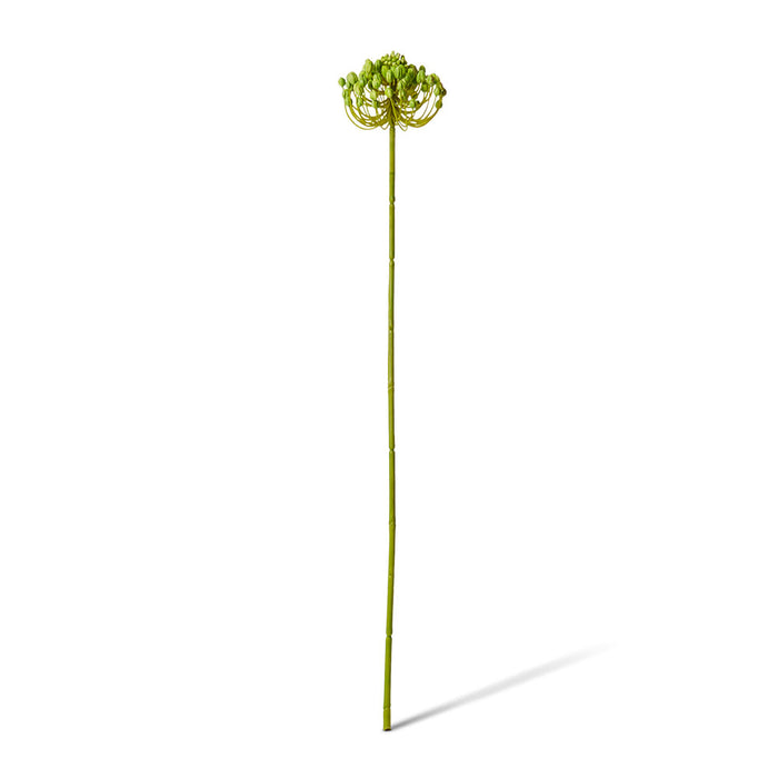 Star Seeding Stem Pack of 12 - Green, 61cm (H)