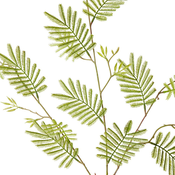 Mismosa Leaf Spray Pack of 12 - Green, 104cm (H)