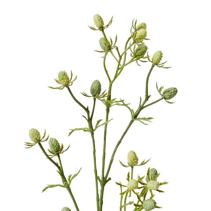 Eryngium Spray Pack of 12 - Green, 61cm (H)