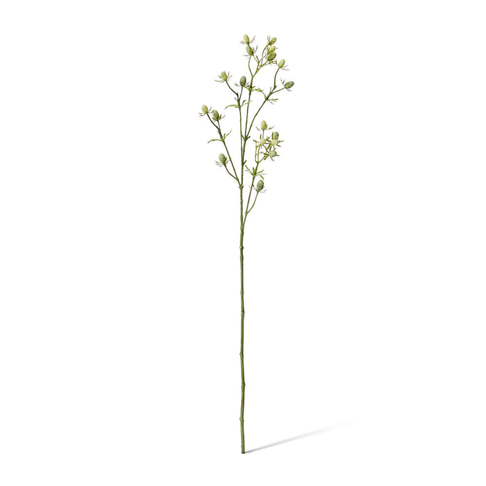 Eryngium Spray Pack of 12 - Green, 61cm (H)