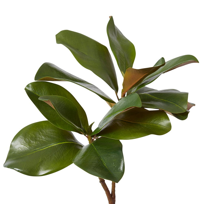 Magnolia Classic Leaf Spray Pack of 12 - Green, 78cm (H)