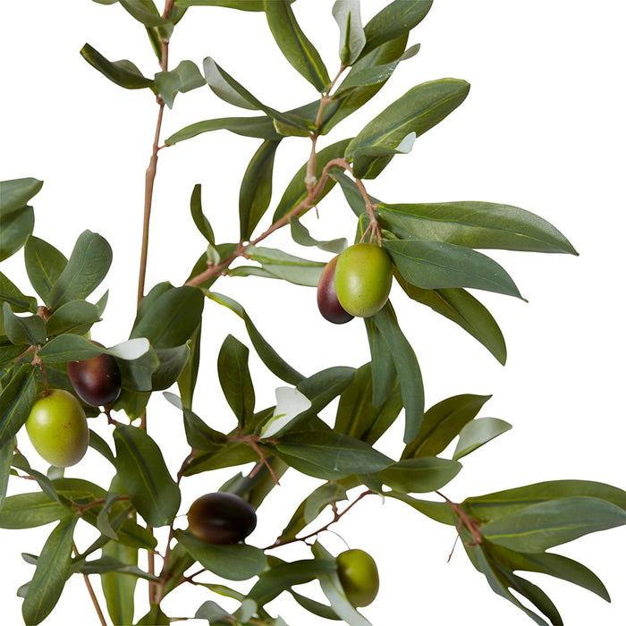 Olive Rocca Spray Pack of 12 - Green, 97cm (H)