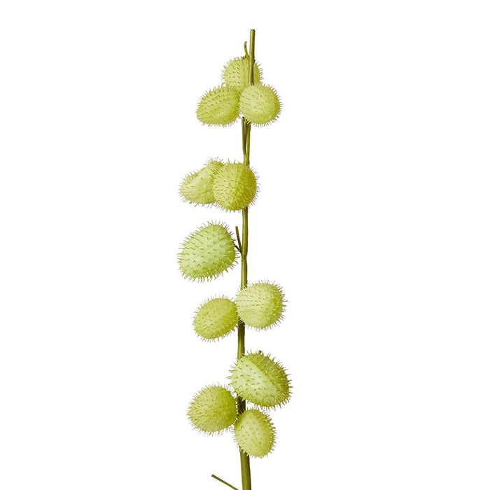 Milk Weed Stem Pack of 12 - Green, 119cm (H)