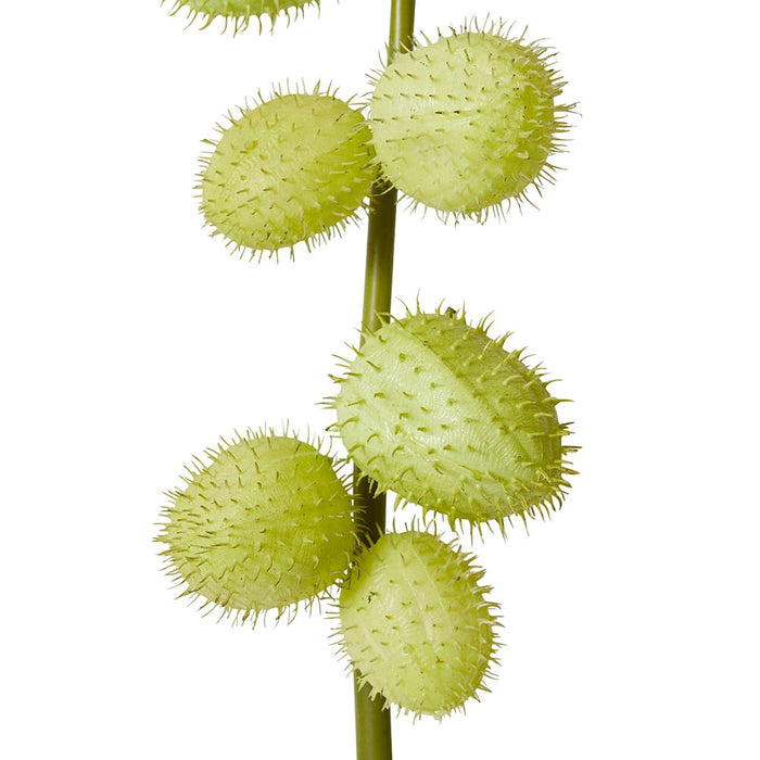 Milk Weed Stem Pack of 12 - Green, 119cm (H)