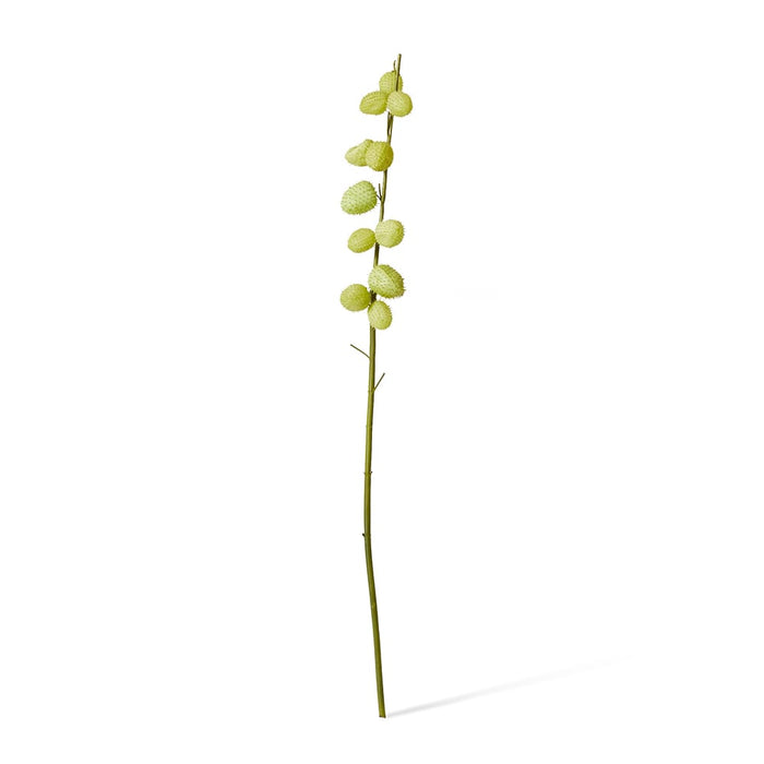Milk Weed Stem Pack of 12 - Green, 119cm (H)