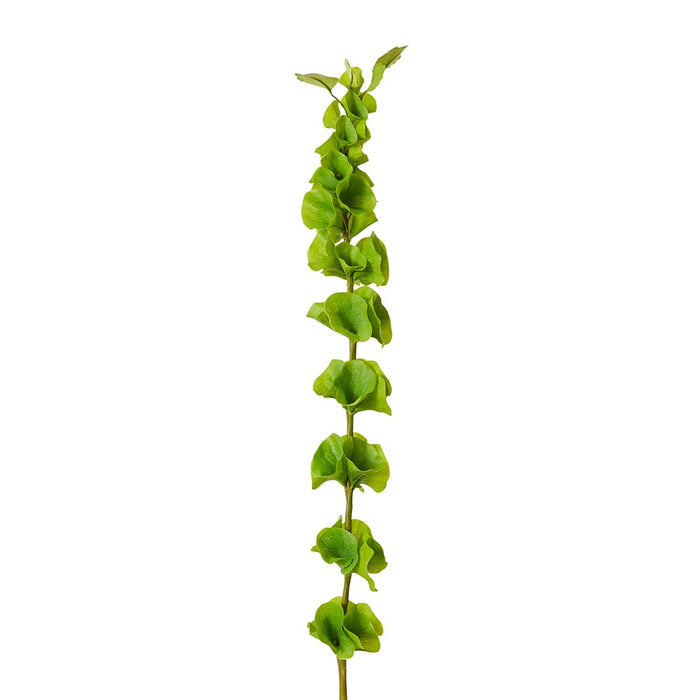 Bells of Ireland Stem Pack of 12 - Green, 99cm (H)